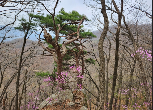 [박경희의 도보기행] 경기 가평과 양평 경계 '화야산'...야생화 숨결 따라 걷다